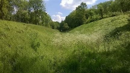 a view of a green vale with white meadow like flowers surounded by trees on either side of the inclines - blue skies overhead